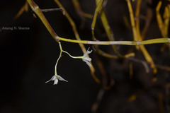 Dendrobium herbaceum